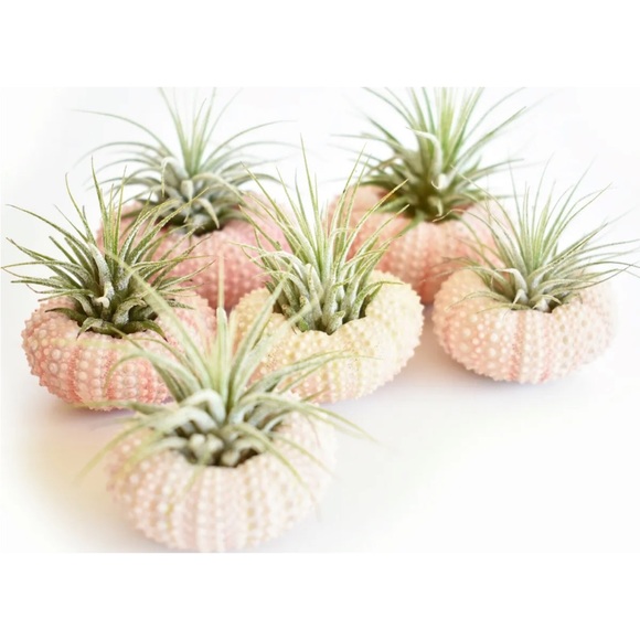6 Pack Beautiful Air Plant w. Pink Sea Urchin Nautical Gift Beach Wedding Decor - Picture 1 of 2